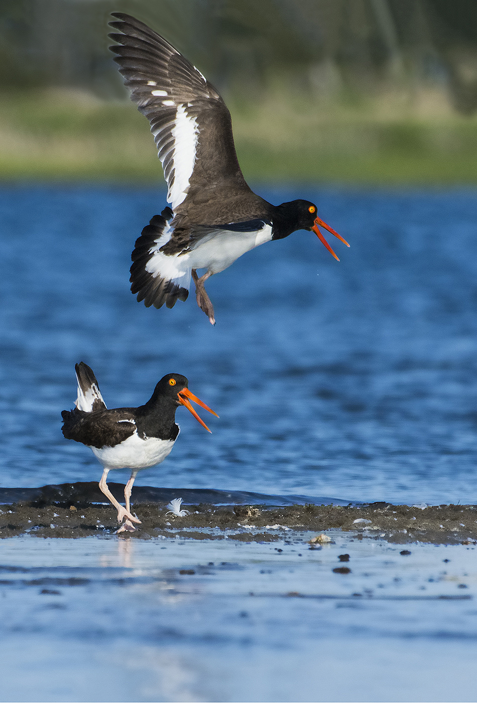 3rd PrizeNature In Class 3 By Kenneth Arni For Oyster Catchers Getting Excited MAR-2022.jpg